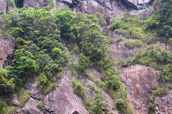苍南一悬崖上长着神秘植物 是濒危国宝级