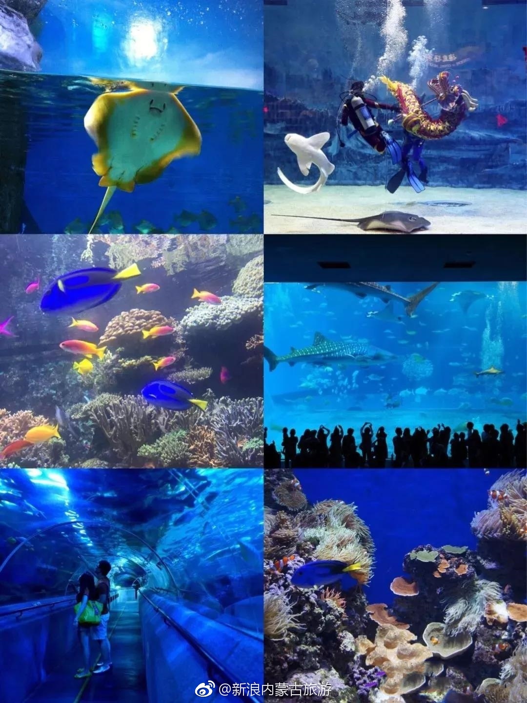 托克托县景丰海洋馆正式开放迎客