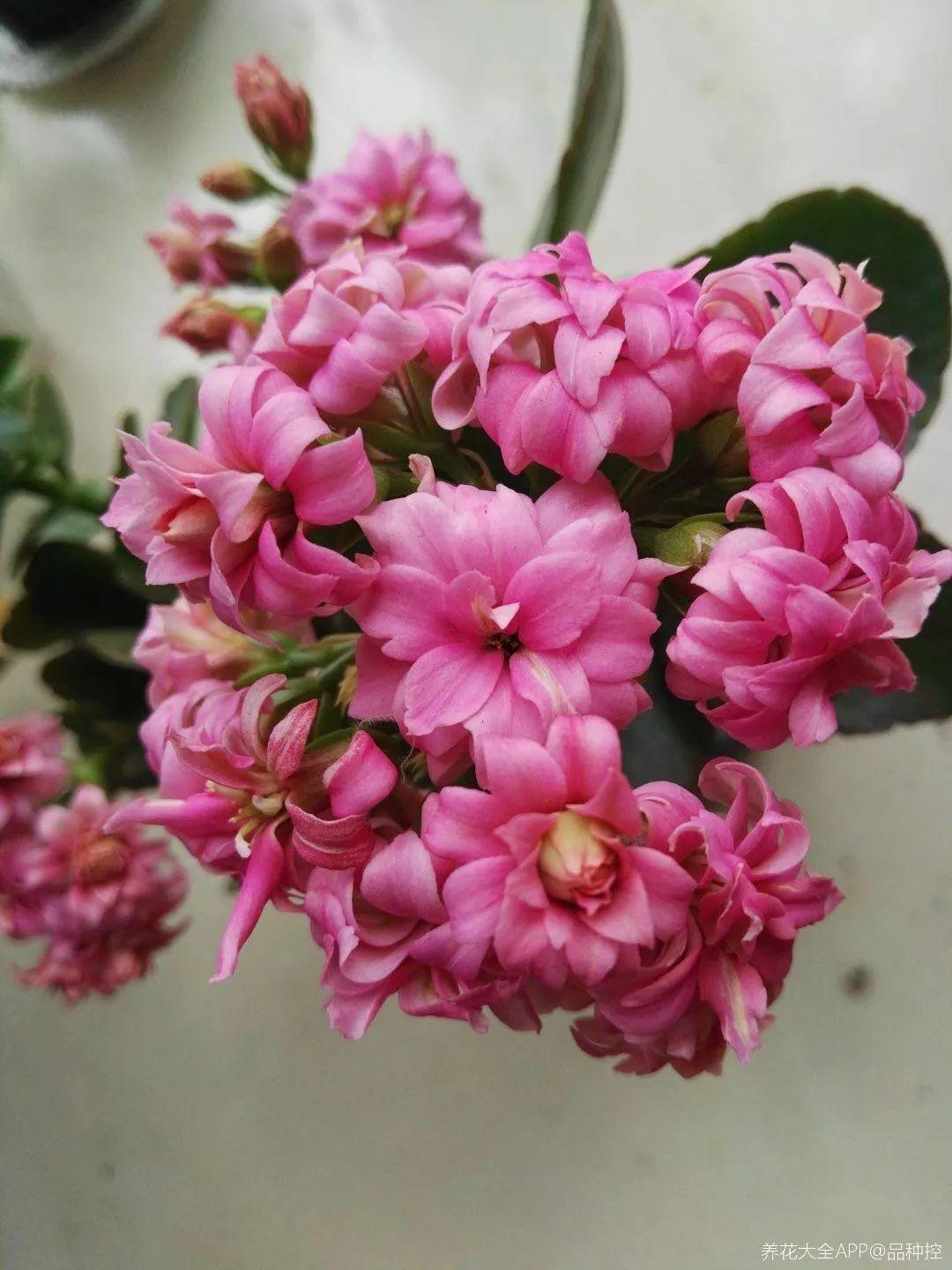 懒人|豆瓣绿|富贵竹_新浪新闻