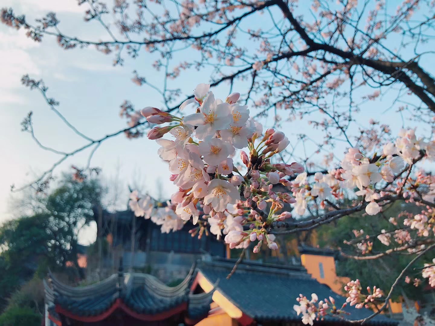 雞鳴寺路上開啟了人從眾模式|雞鳴寺|從眾|櫻花_新浪新聞