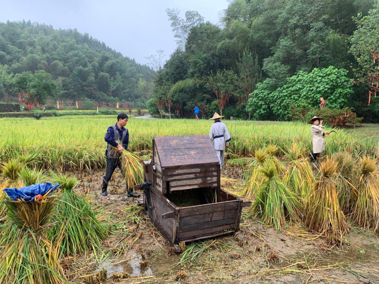 在"扶疏园"跟农夫一道收割稻谷播种油菜;在"桃坞人家" 快乐舂米,甜蜜