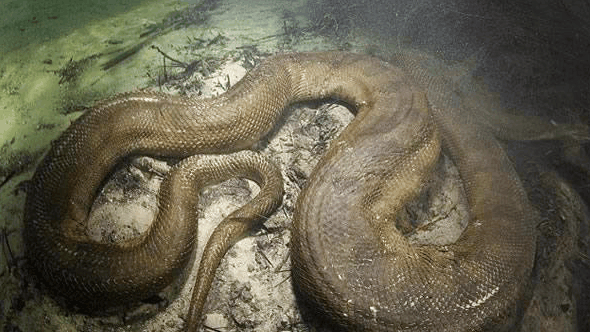 野外探险发现巨型蟒蛇, 它们一顿饭能吃下一整头水牛