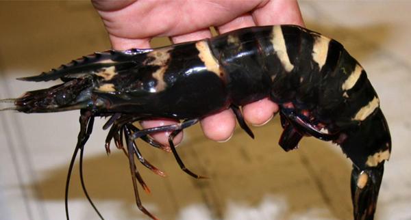 渔民捕到一只巨虾, 专家确认: 因当地没有天敌, 多年后会破坏生态|虾|