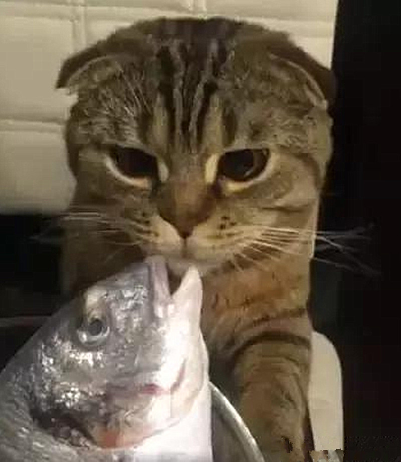 猫咪吃鱼,结果吃着吃着就吻起来了,鱼:你是魔鬼吗?