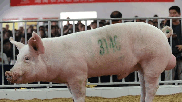 母猪肉不应作为鲜肉处理,但是可以炼油,母猪肉经过检疫合格之后,是