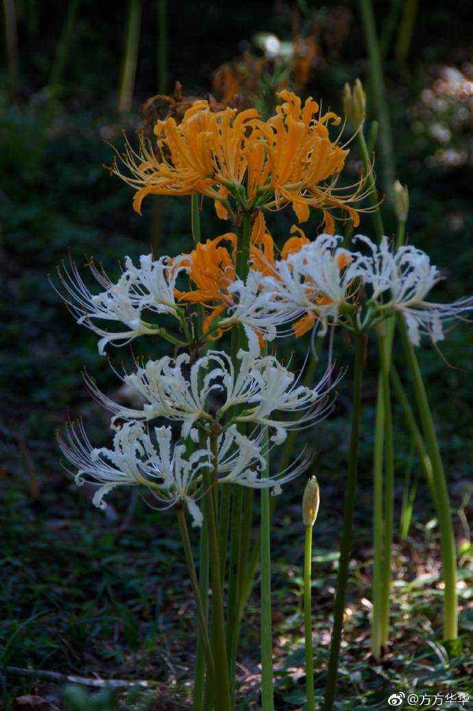 白色彼岸花(白色彼岸花学名叫什么)