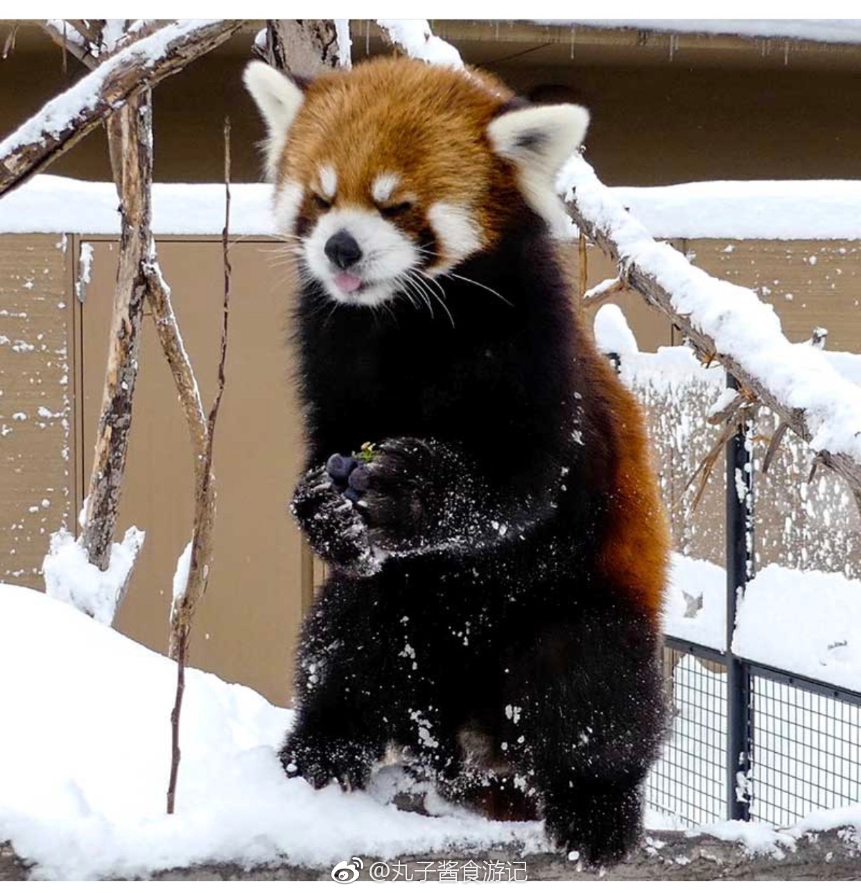 札幌丸山动物园红熊猫可爱到犯规cattailsapporo