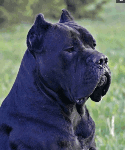 黑色卡斯罗, 幽灵一般的存在