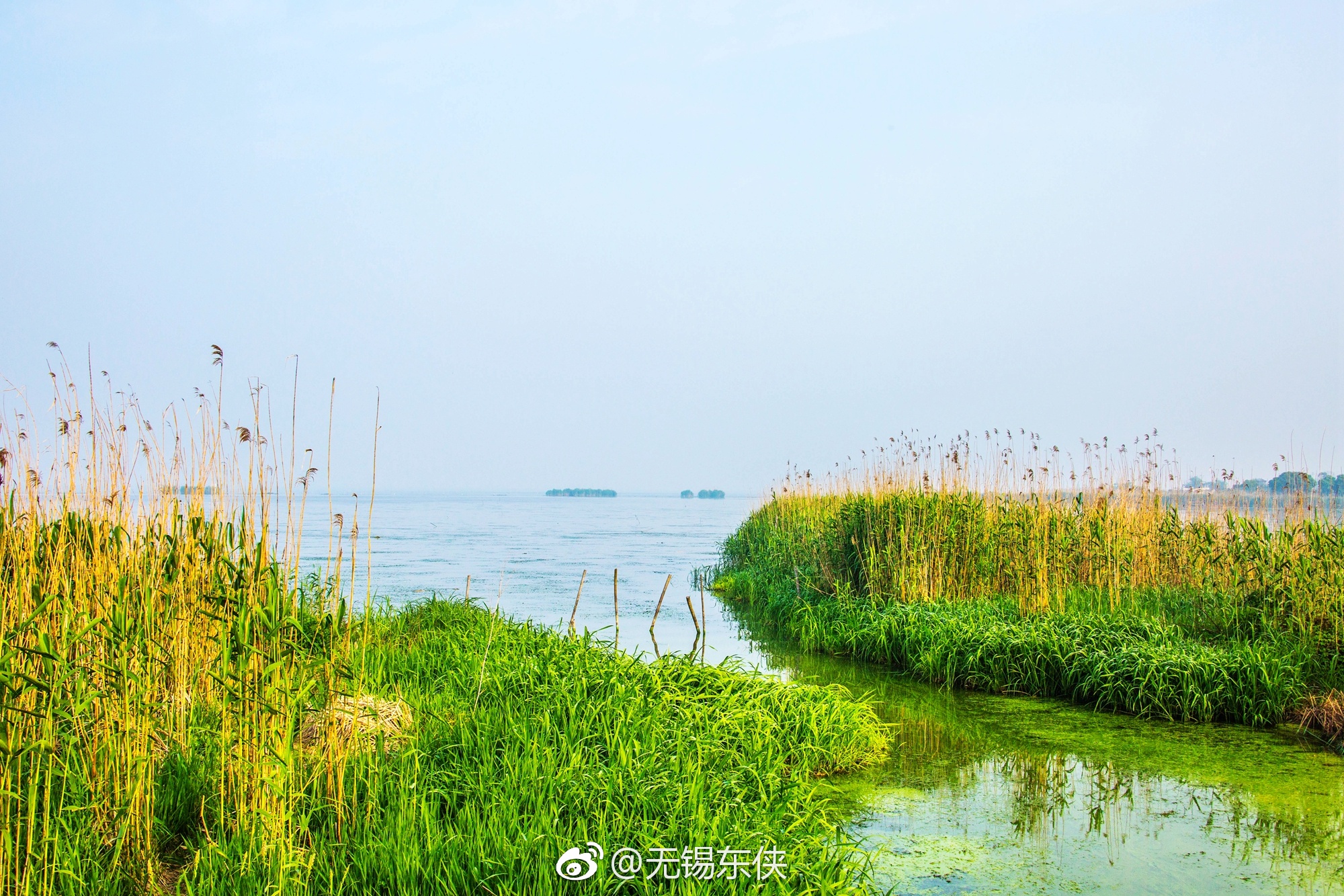 在春天原野在太湖边的芦苇荡人们享受着花草树木的芳香