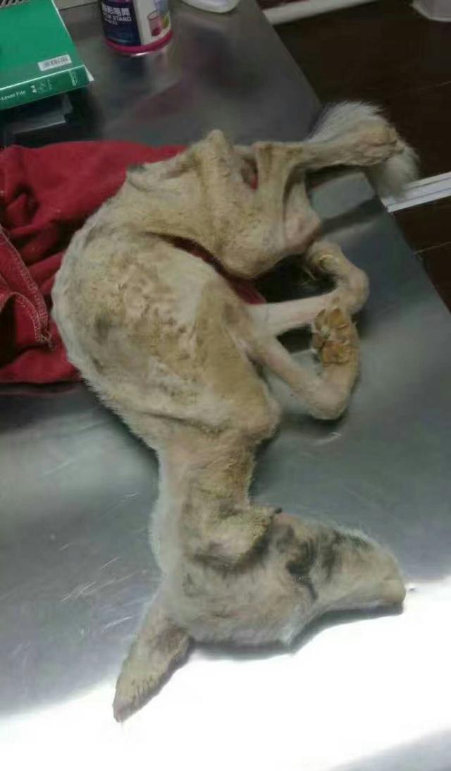 从行走的狗骷髅到人见人爱中间只隔着爱