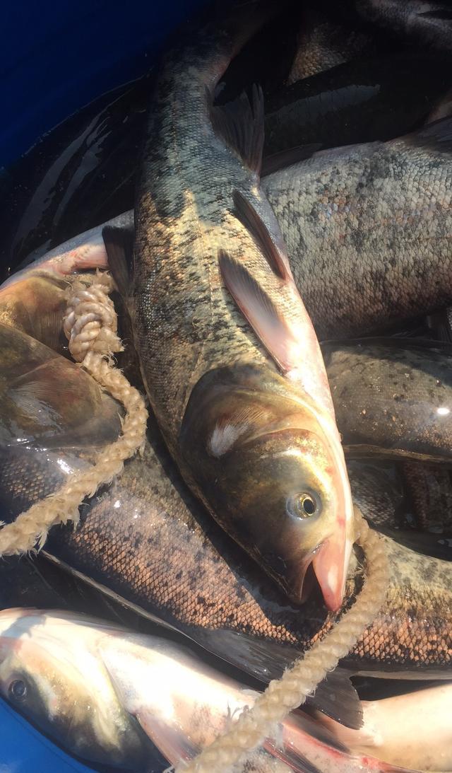 图示钓鳙鱼技巧和方法!