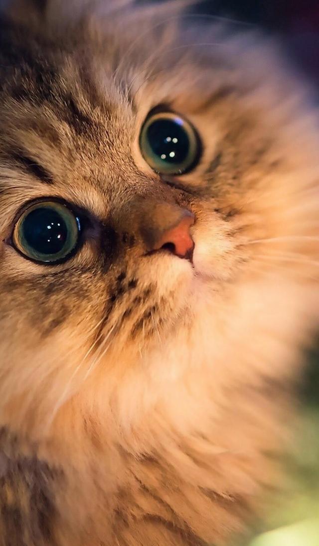 猫星人猫的眼睛有多魅惑每一张都是手机背景图