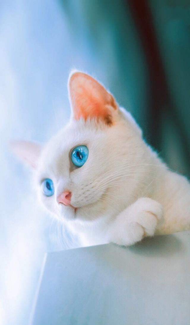 猫星人猫的眼睛有多魅惑每一张都是手机背景图
