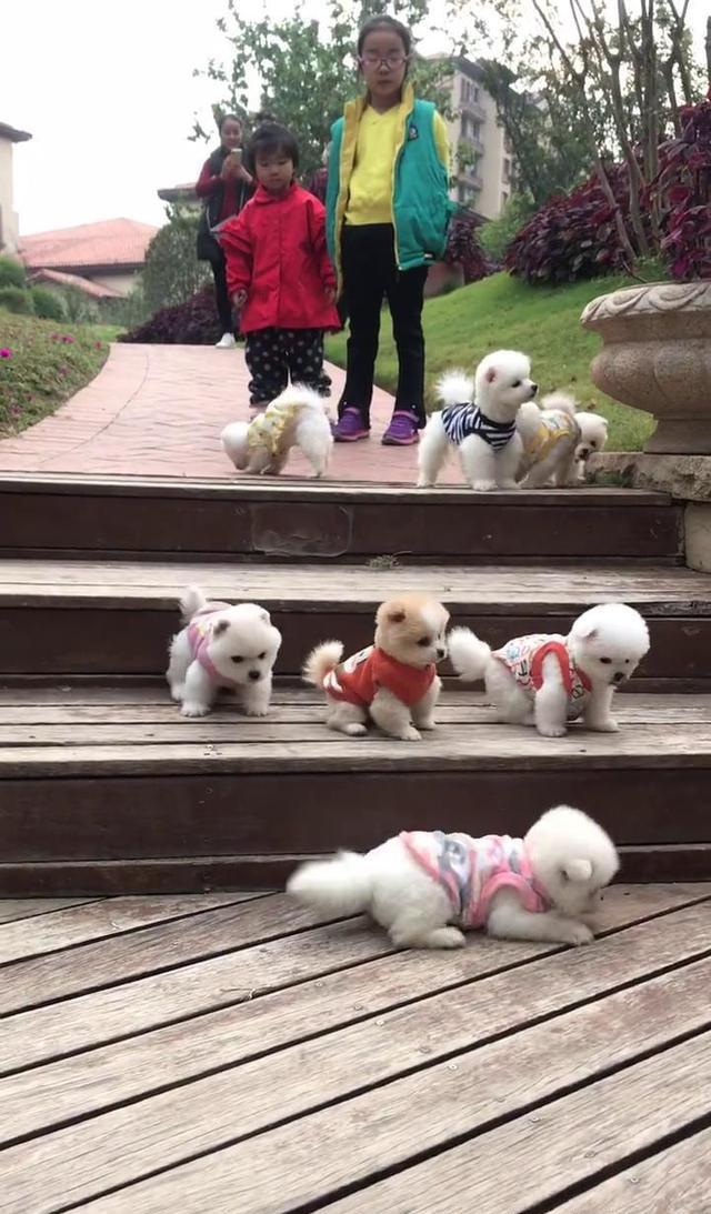 小狗狗下台阶,怎么有两只是脸先着地的?