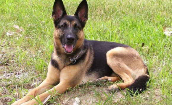 适合农村饲养的狗狗,图一最忠诚,图二看家护院首选犬|忠诚|农村|牧羊