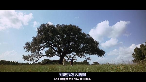 它们 不苟言笑,低调生长 却总能寄托一些人的思念 看第三次《阿甘