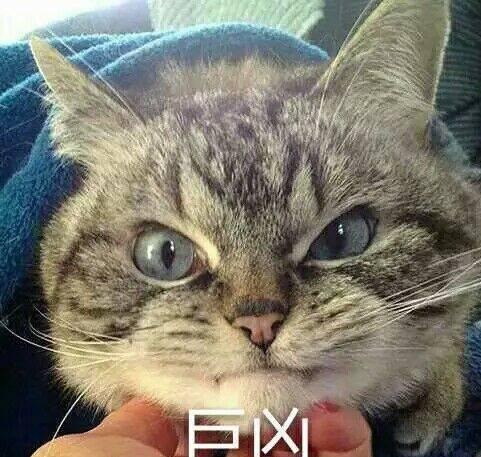 猫咪超凶表情包