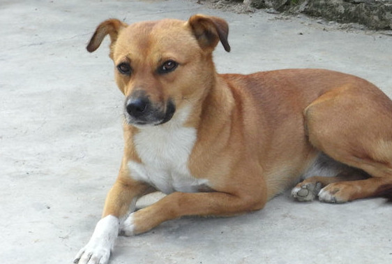 适合农村饲养的狗狗,图一最忠诚,图二看家护院首选犬