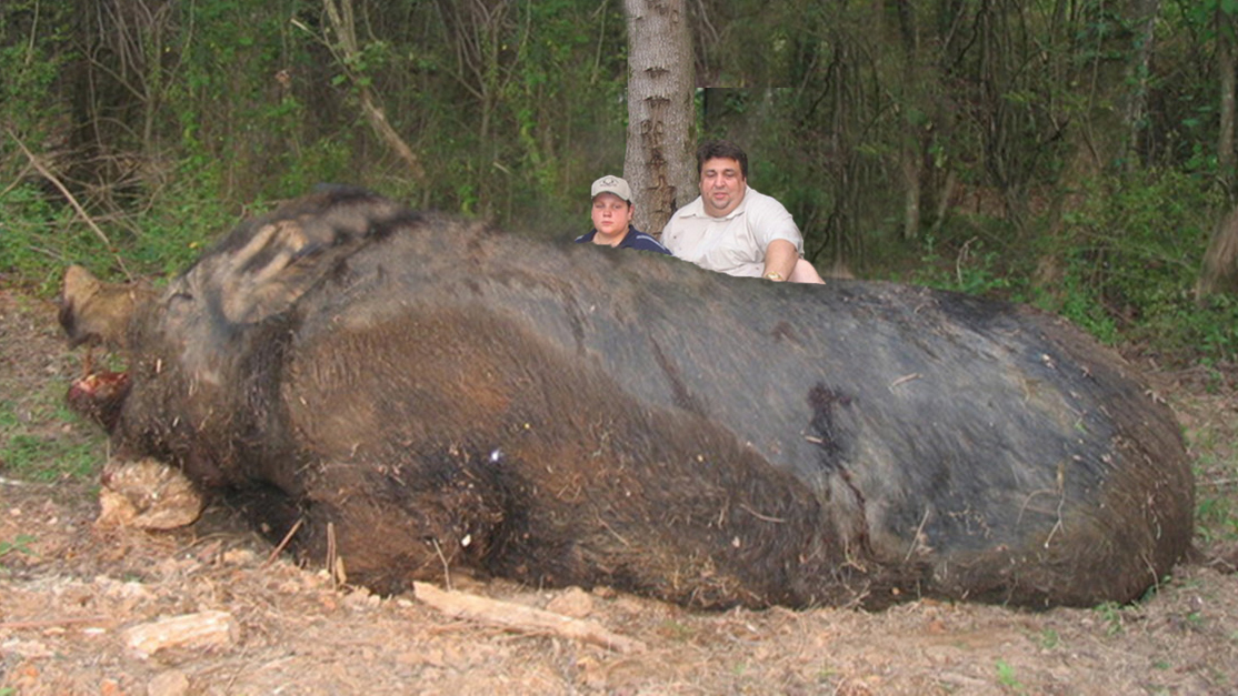 世界上最大的猪,体重足足2吨,连大货车都拉不动!