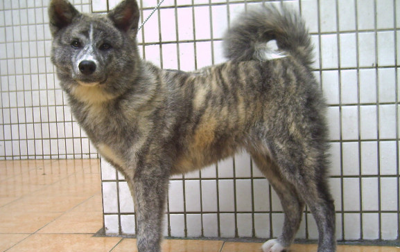 这种中华田园犬可不是普通的土狗 曾经还作为皇家猎犬 很凶猛 这种中华田园犬可不是普通的土狗 曾经还作为皇家猎犬 很凶猛