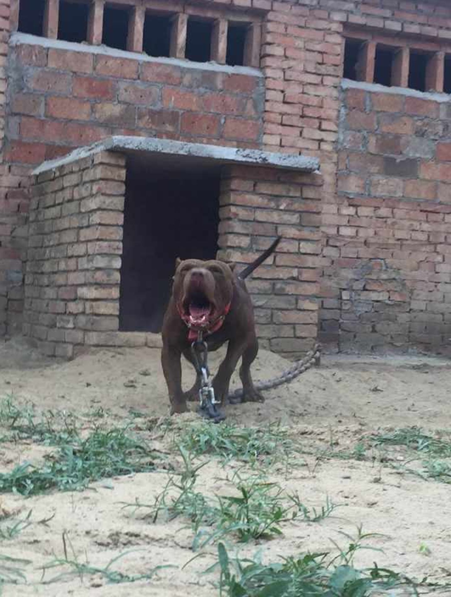 比特犬是个神奇狗种,竟不怕疼来不怕咬,打架堪称狗界无敌手