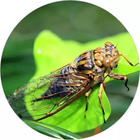 来看看白石老人笔下那薄如蝉翼的夏天!