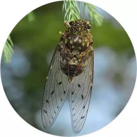 来看看白石老人笔下那薄如蝉翼的夏天!