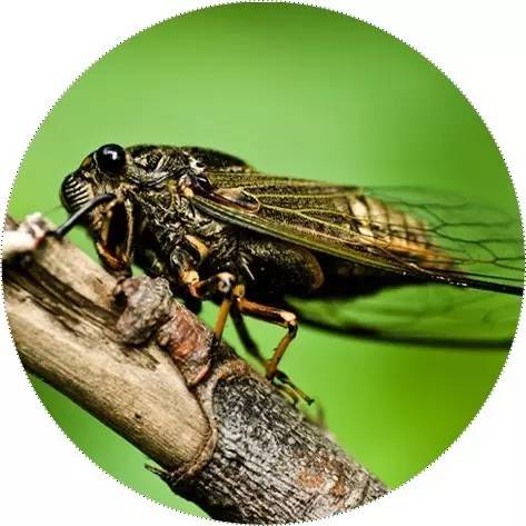 来看看白石老人笔下那薄如蝉翼的夏天!