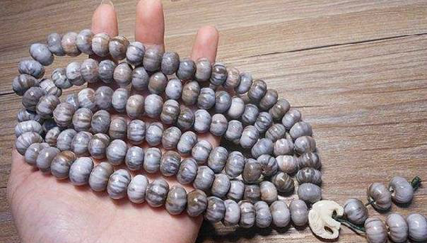 小时候这常用来做手链的草珠你还记得吗如今已很少见过