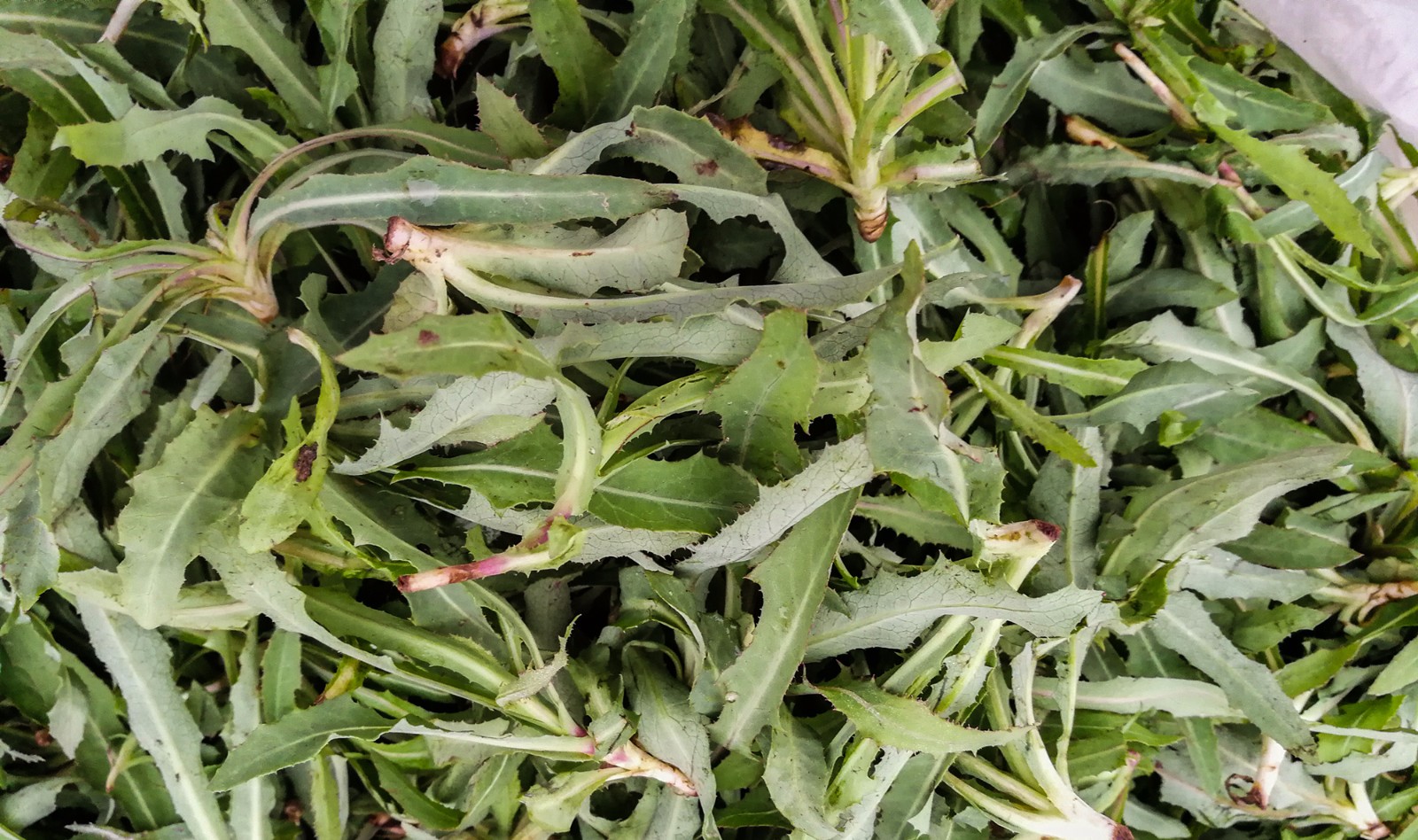 先是挖茵陈,当地人叫做绵绵蒿,是一种药食两用的野菜,可以预防和治疗