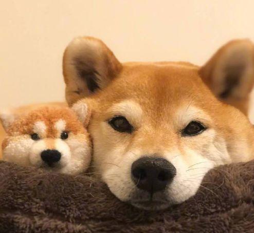 柴犬就因此而被大家所熟知,是一只货真价实的网红犬,柴犬睡觉的时候