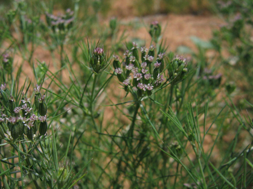 孜然也叫做"安息茴香",它是一种大茴香,维吾尔族人民叫它孜然,原产自