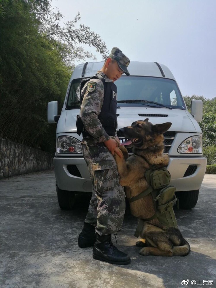 军人和军犬来一波你们有拥军妹我有不离不弃的军犬