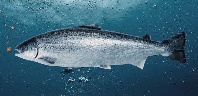 三文鱼在中国的"昨天,今天和明天"|法罗群岛|三文鱼|智利_新浪新闻