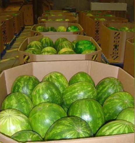 价值千万的绿瓤西瓜你吃过没? 化验后惊呆了, 果然并不简单!