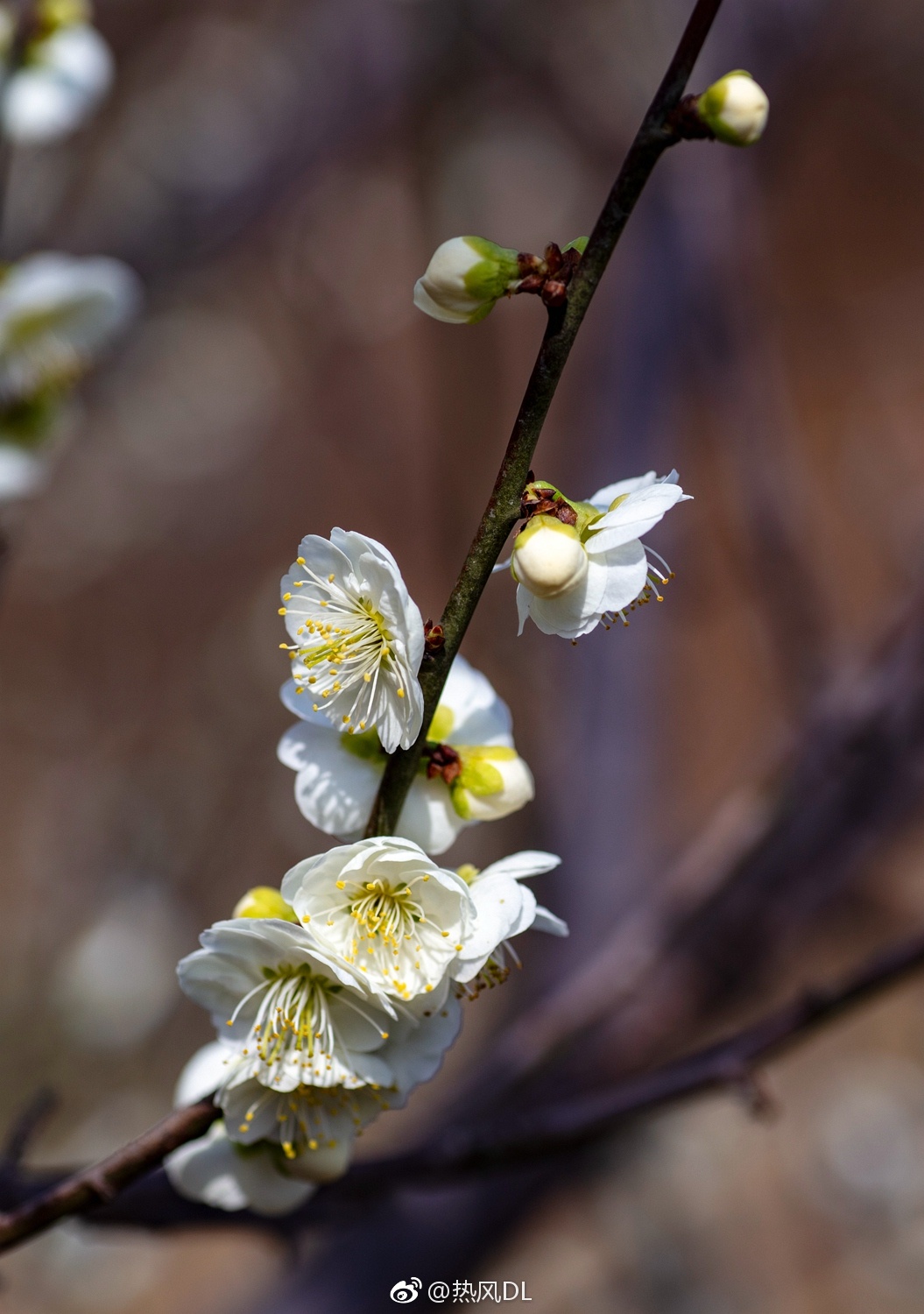 绿萼,梅花的一种!今日拍摄于旅顺203樱花园!