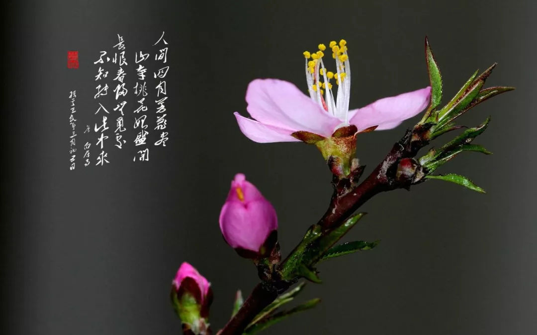 现场抽取大奖,好运连连; 现场资金授信,财运滚滚; 美景恰遇佳人,桃 