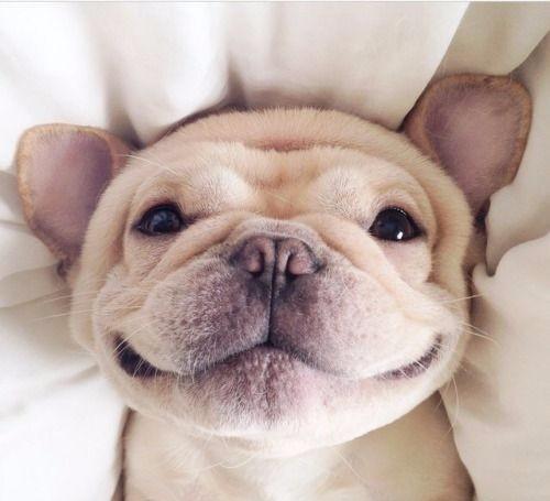 小狗狗这表情没谁了.看你睡的这么香,真不忍心打搅你.