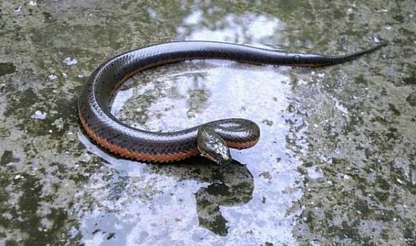 广东: 每年春季才有的美食——水蛇春! 最被人讨厌!