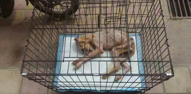 从行走的狗骷髅到人见人爱中间只隔着爱