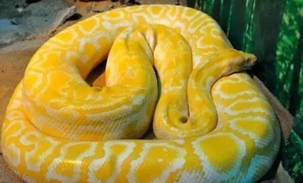 胆小勿入! 昆明一小区20楼外趴着3米多长 15公斤重的黄金蟒!