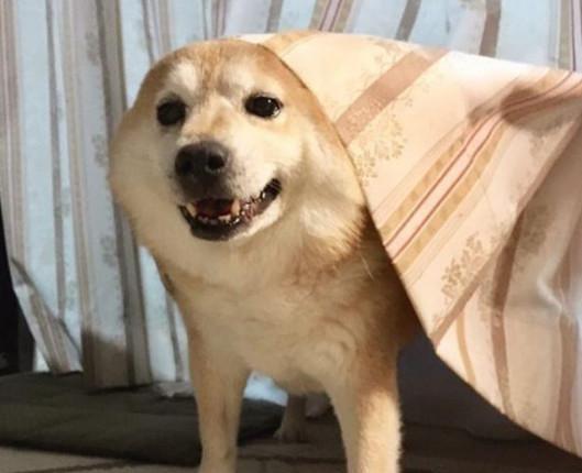 从来没有见过这种柴犬竟然喜欢和窗帘躲猫猫