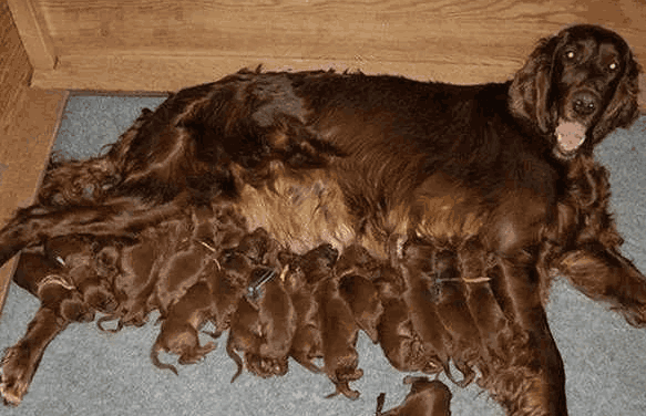 狗妈妈看着自己的"孩子", 有些生无可恋的感觉