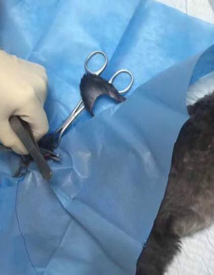 主人喜欢飞耳泰迪, 特地带泰迪去做手术, 网友: 这种人不配养狗