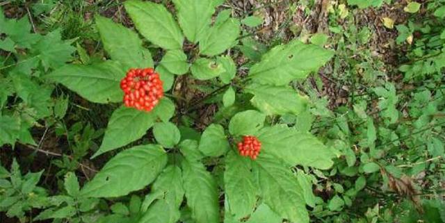 才发现原来这参居然是传说中的千年龙王参,单吃一须便可延寿百年.