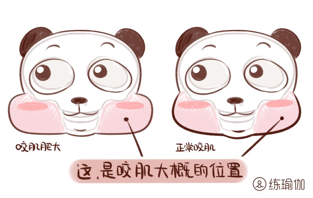 因为咬肌肥大也是"胖"脸胖就不能再拿婴儿肥当借口了作为一只成年熊