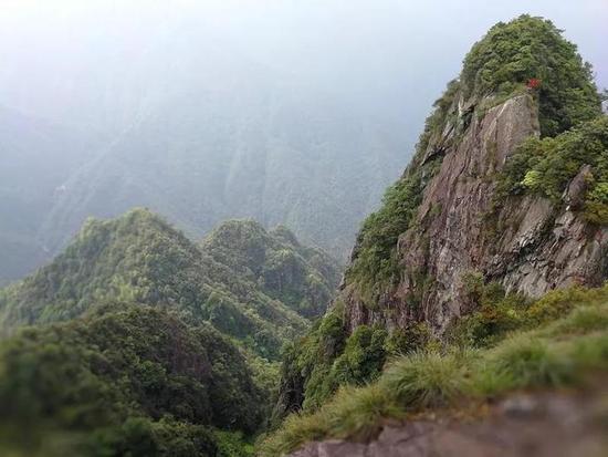 苍南一悬崖上长着神秘植物 是濒危国宝级