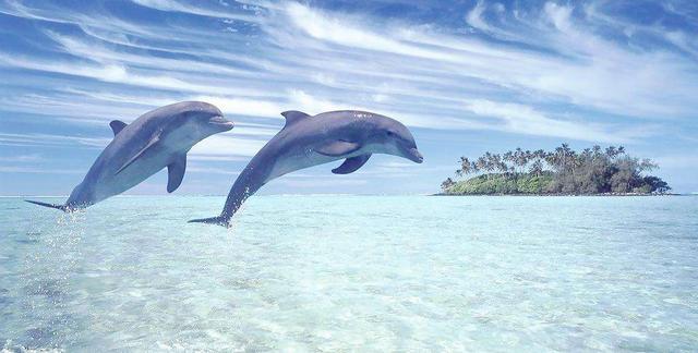 木卫二内部如果有生命那么,它们的形态也许跟海豚是一样的