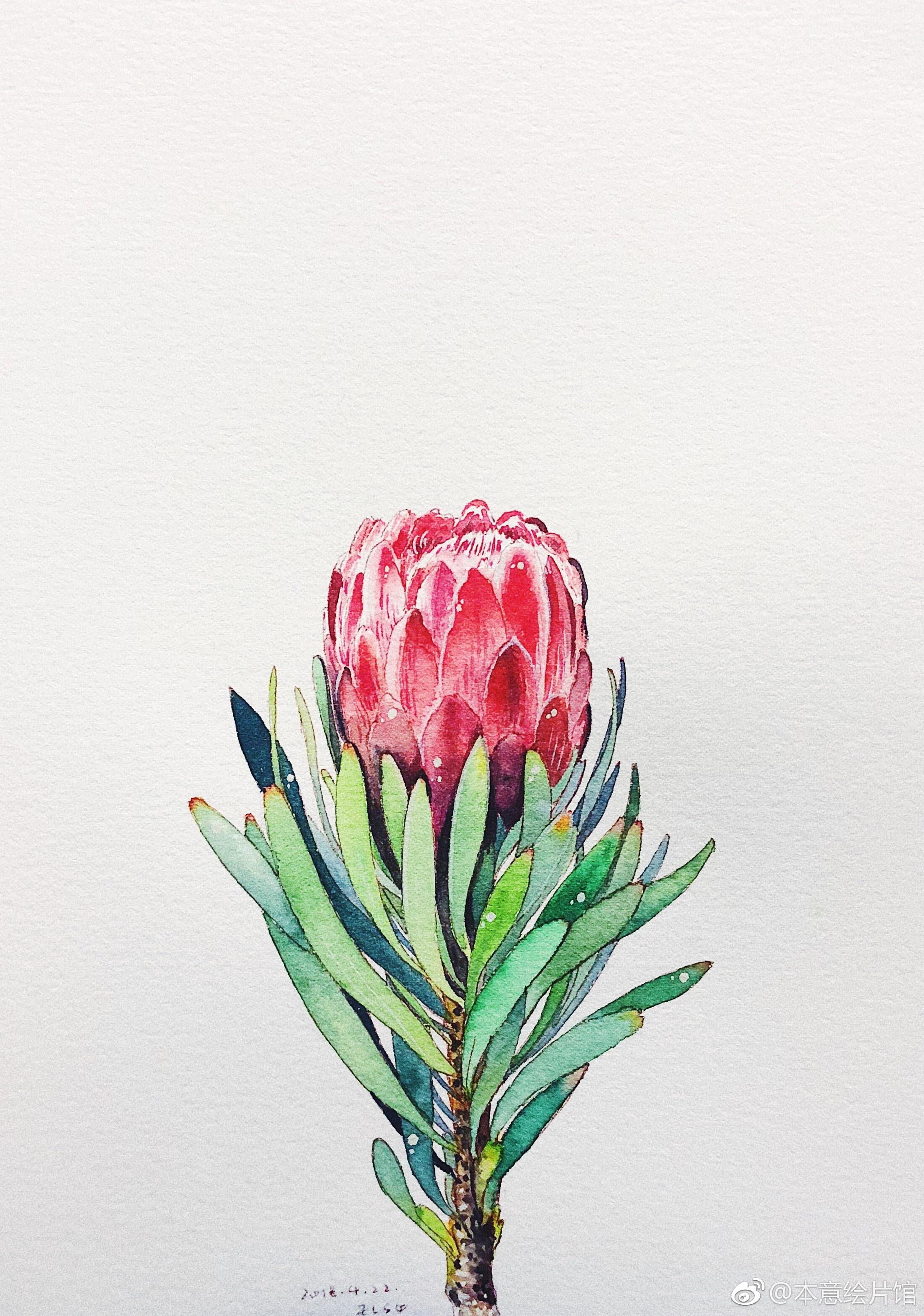 帝王花过程. | 绘画