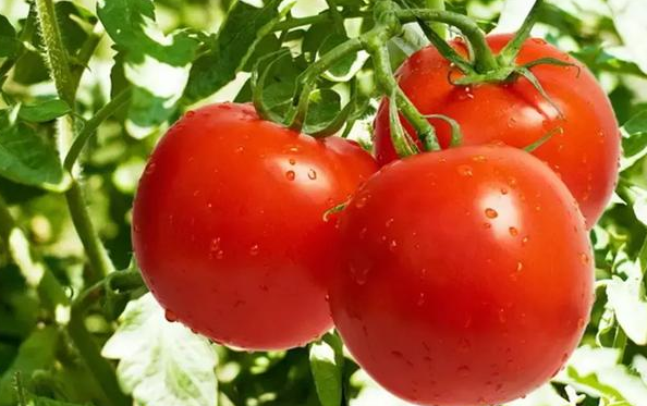 1个西红柿1壶淘米水,绿萝枝条猛蹿,茶花花蕾爆